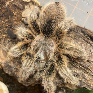 Meet your Posher, Jim